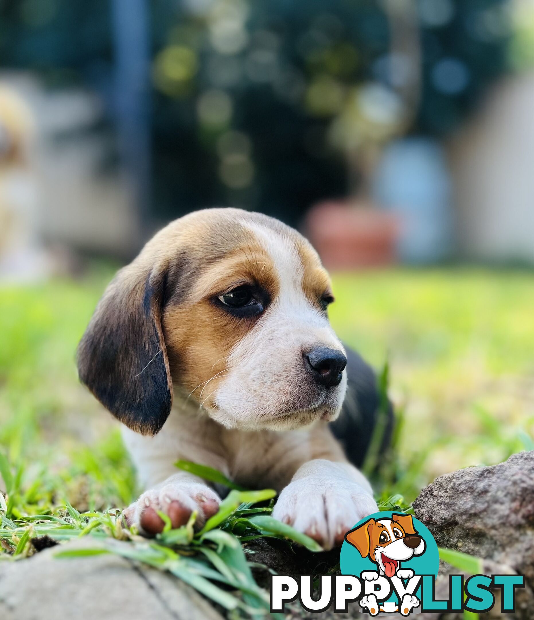 Pure bred beagle puppies