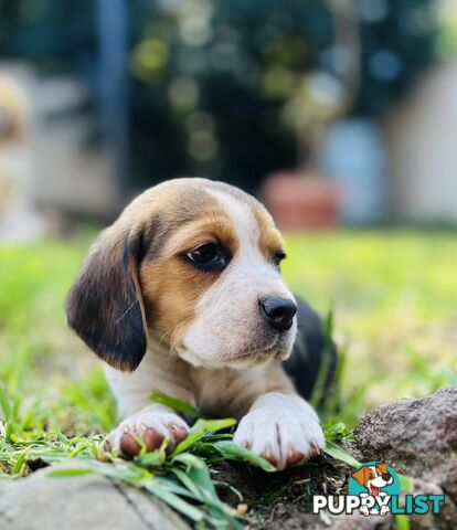 Pure bred beagle puppies