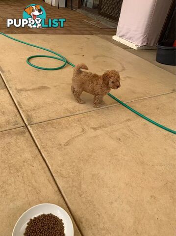 Male Purebred Toy Poodle Puppy for Sale