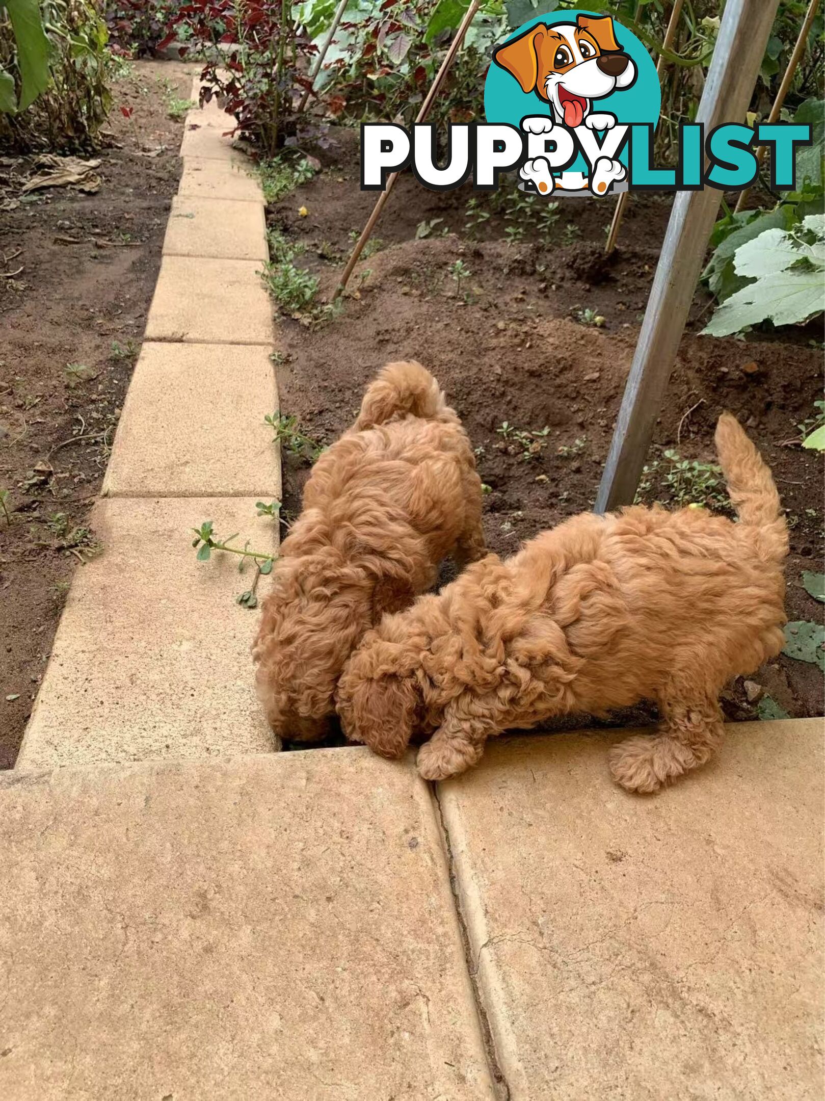 Male Purebred Toy Poodle Puppy for Sale