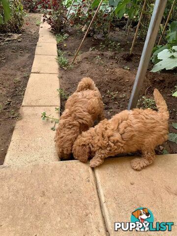 Male Purebred Toy Poodle Puppy for Sale