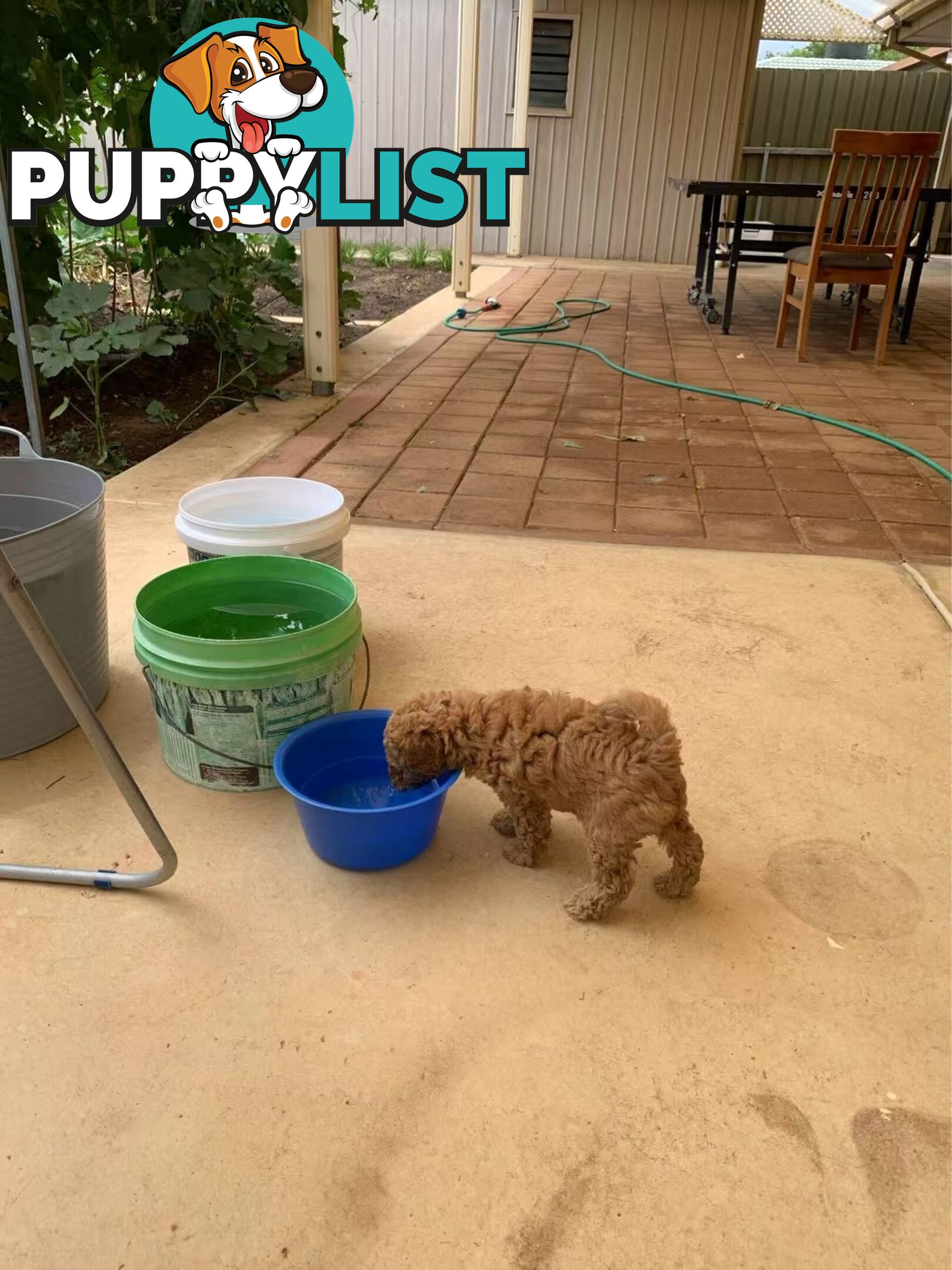 Male Purebred Toy Poodle Puppy for Sale