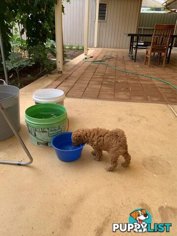 Male Purebred Toy Poodle Puppy for Sale