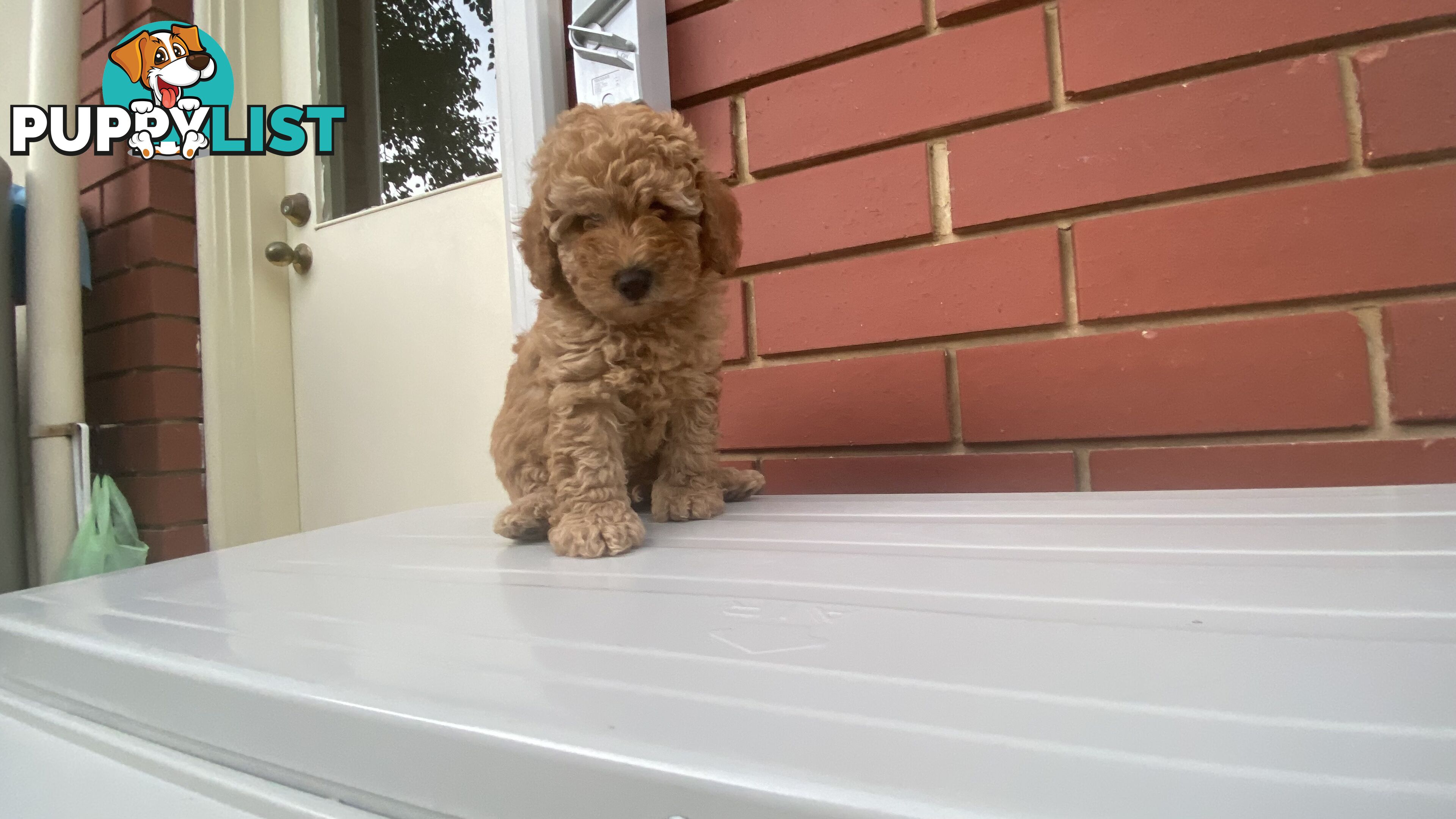 Male Purebred Toy Poodle Puppy for Sale