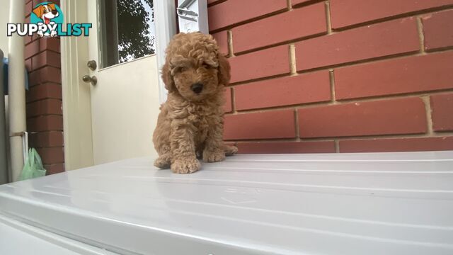 Male Purebred Toy Poodle Puppy for Sale