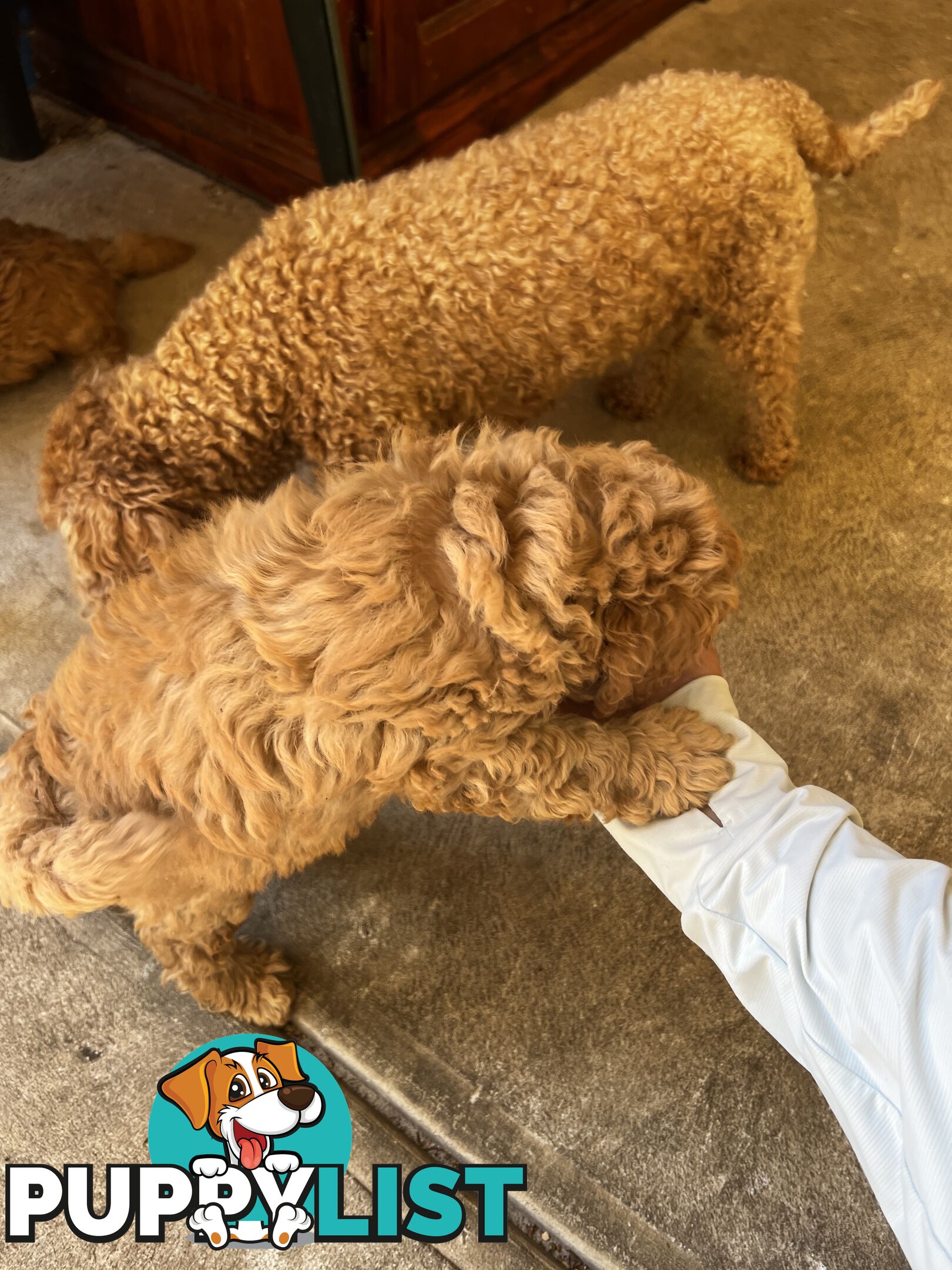 Male Purebred Toy Poodle Puppy for Sale