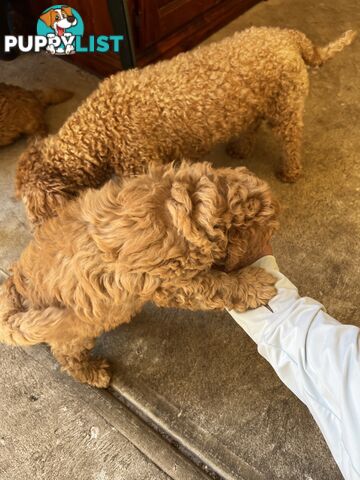 Male Purebred Toy Poodle Puppy for Sale