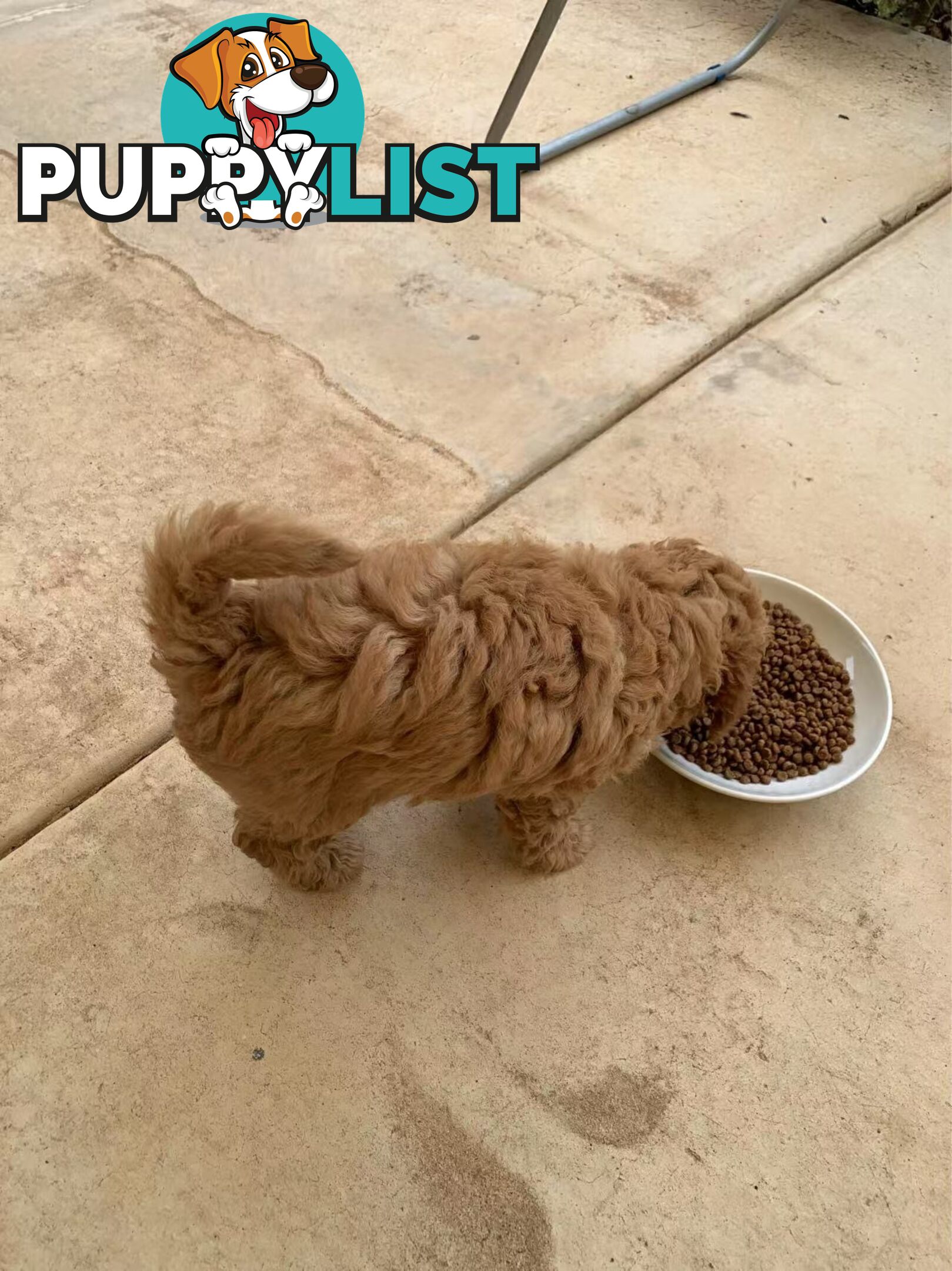 Male Purebred Toy Poodle Puppy for Sale