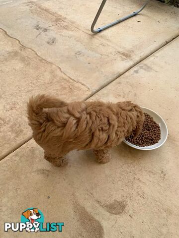 Male Purebred Toy Poodle Puppy for Sale