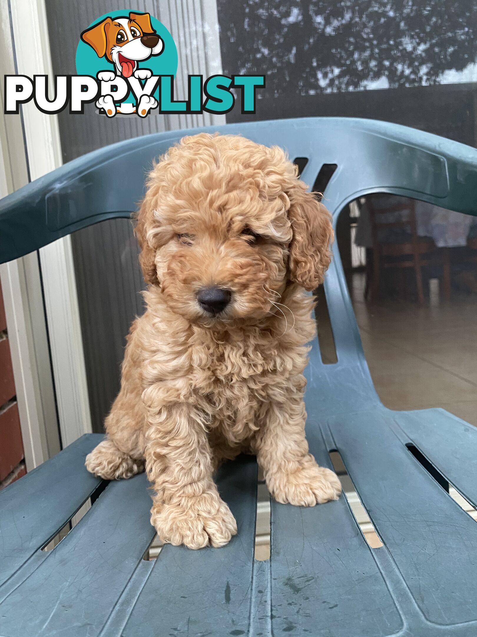 Male Purebred Toy Poodle Puppy for Sale