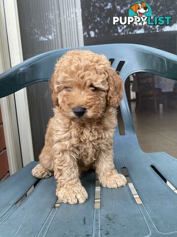 Male Purebred Toy Poodle Puppy for Sale