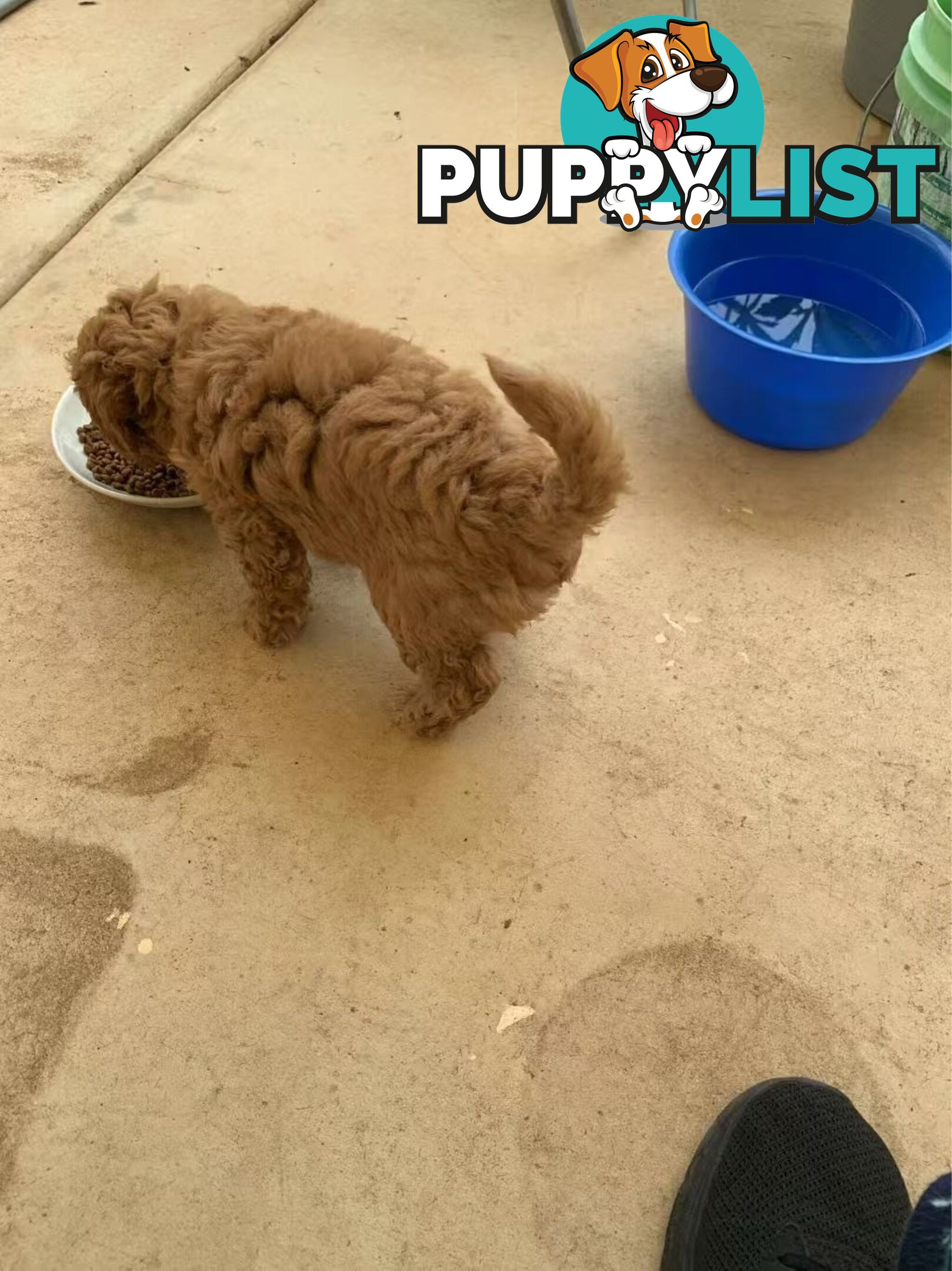 Male Purebred Toy Poodle Puppy for Sale