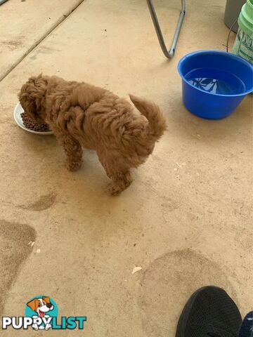 Male Purebred Toy Poodle Puppy for Sale