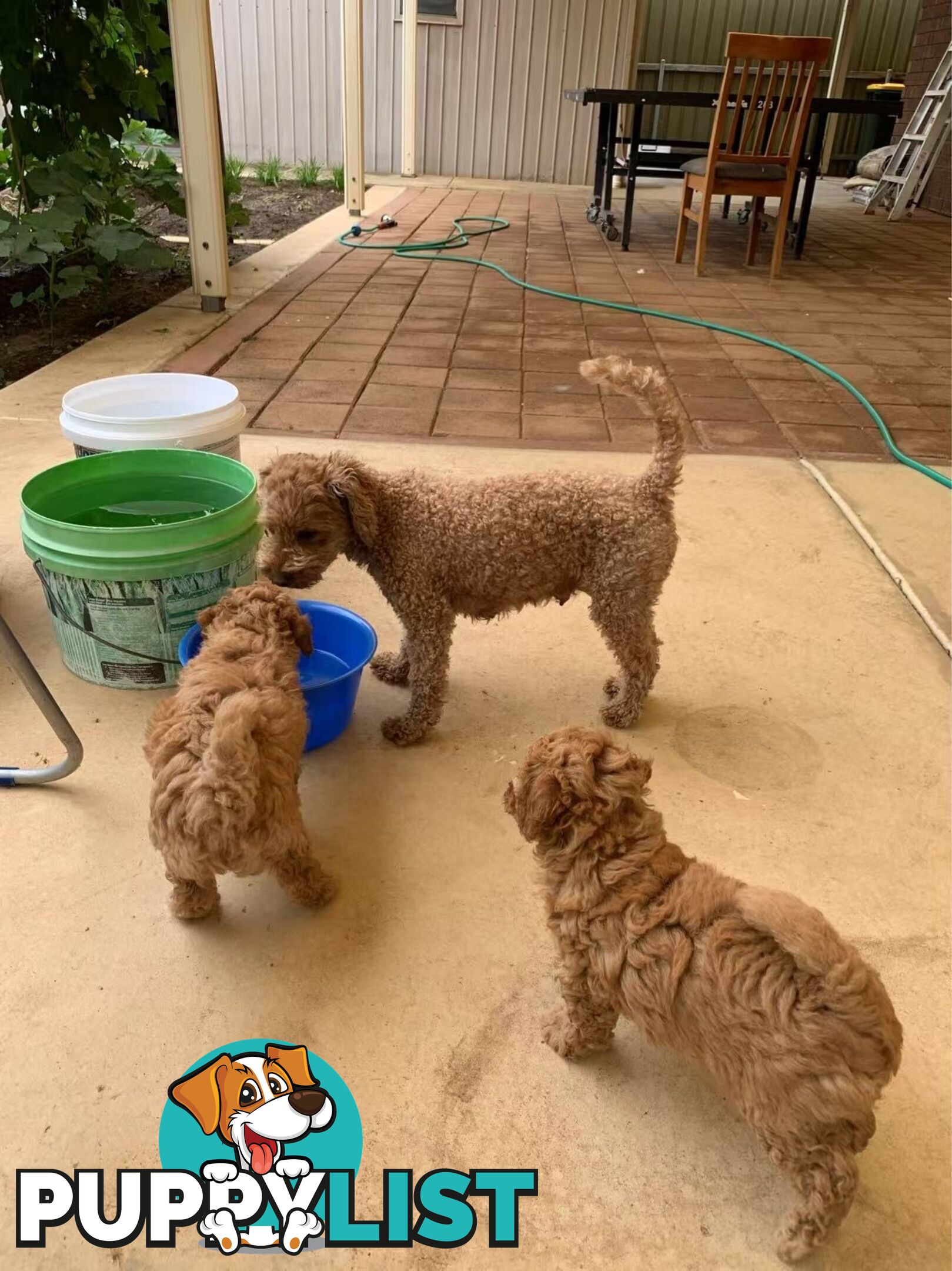 Male Purebred Toy Poodle Puppy for Sale