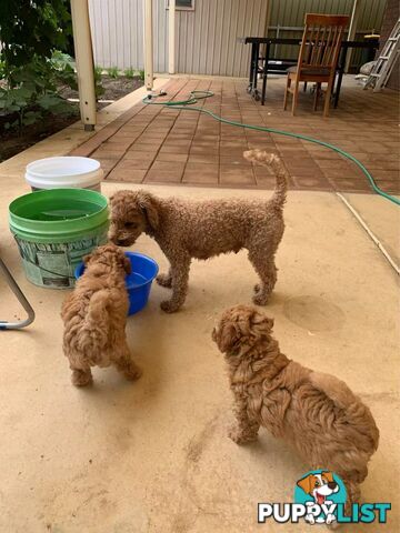 Male Purebred Toy Poodle Puppy for Sale