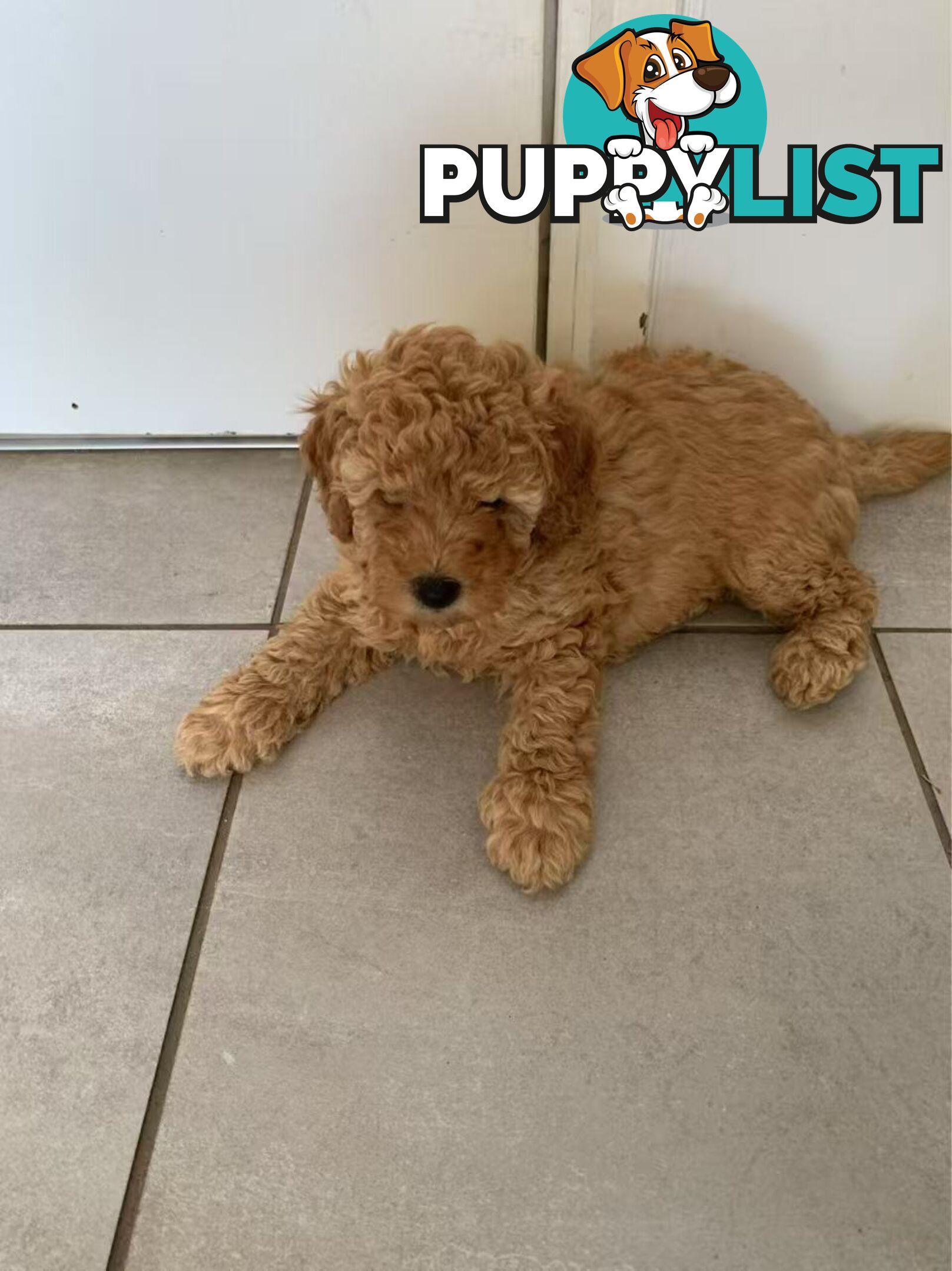 Male Purebred Toy Poodle Puppy for Sale