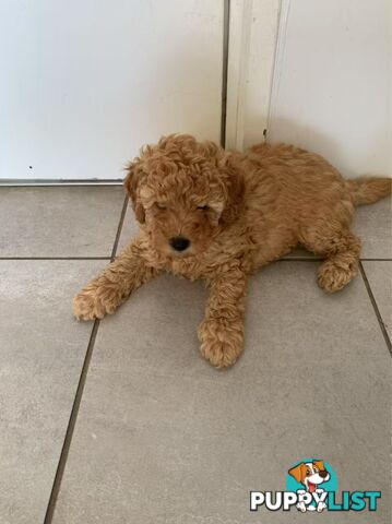 Male Purebred Toy Poodle Puppy for Sale