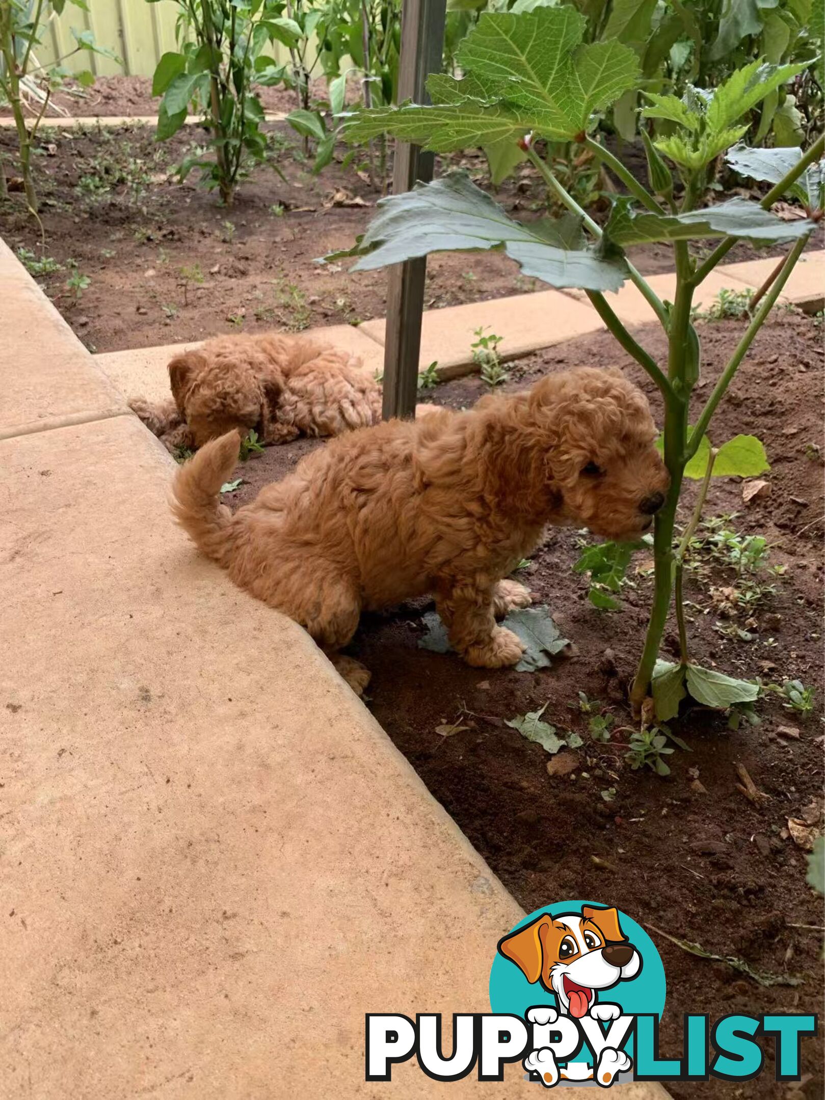 Male Purebred Toy Poodle Puppy for Sale