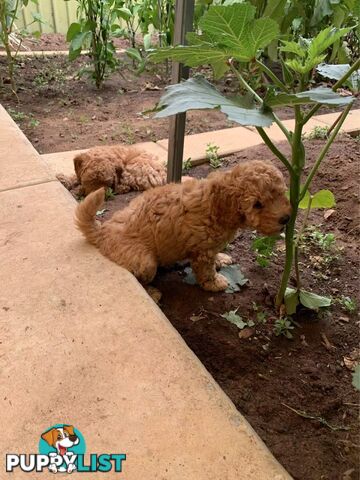 Male Purebred Toy Poodle Puppy for Sale