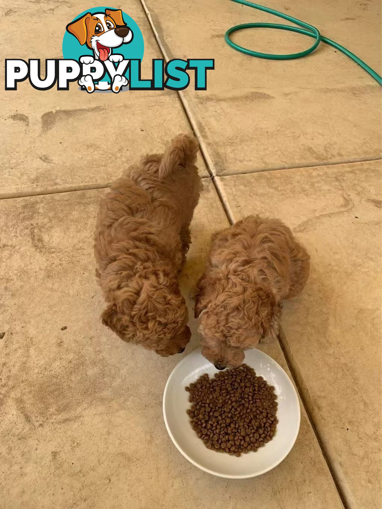 Male Purebred Toy Poodle Puppy for Sale