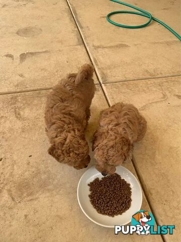 Male Purebred Toy Poodle Puppy for Sale