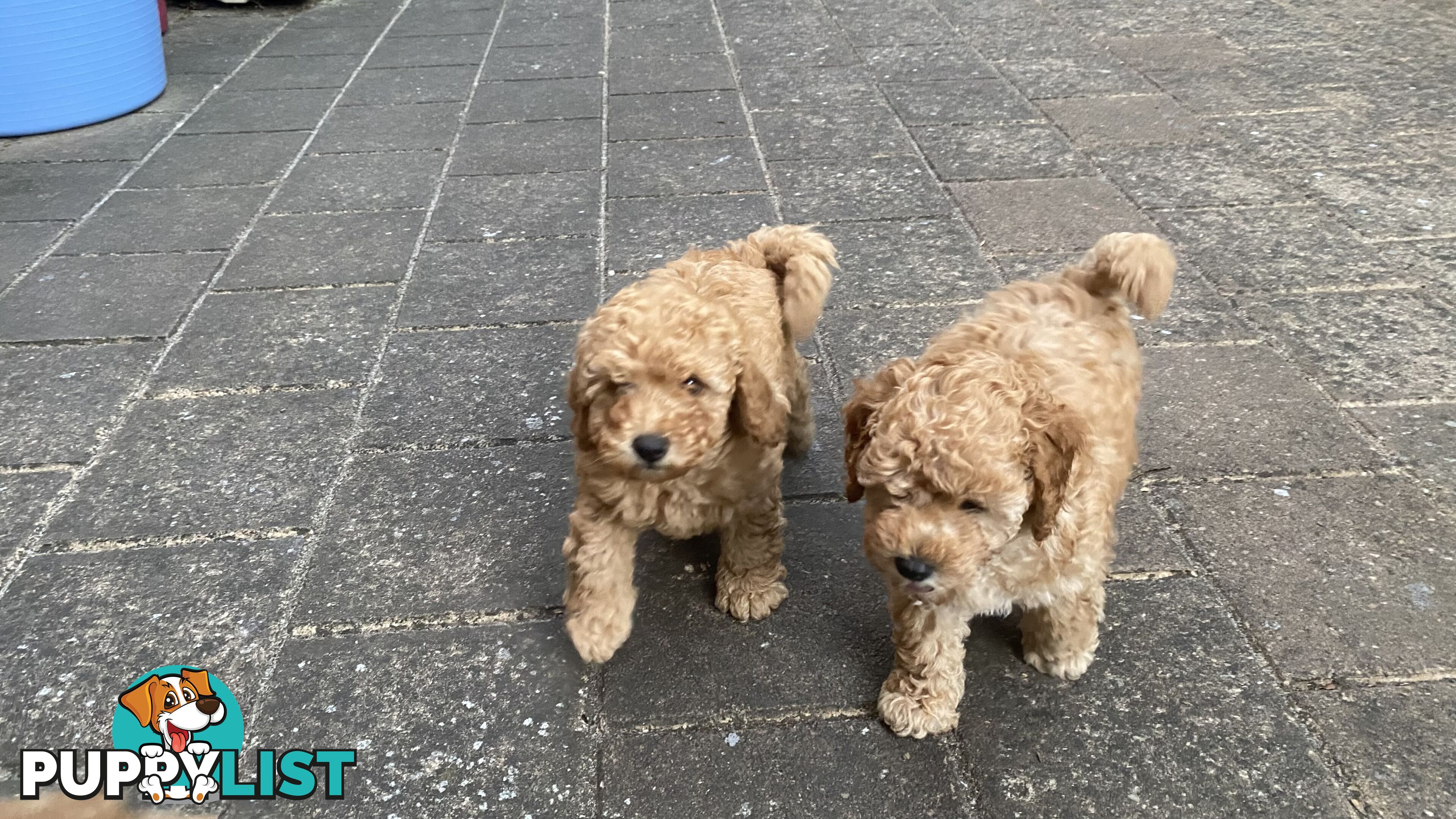 Male Purebred Toy Poodle Puppy for Sale