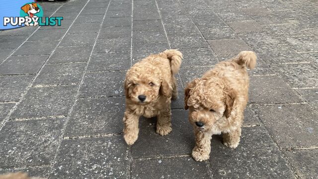 Male Purebred Toy Poodle Puppy for Sale