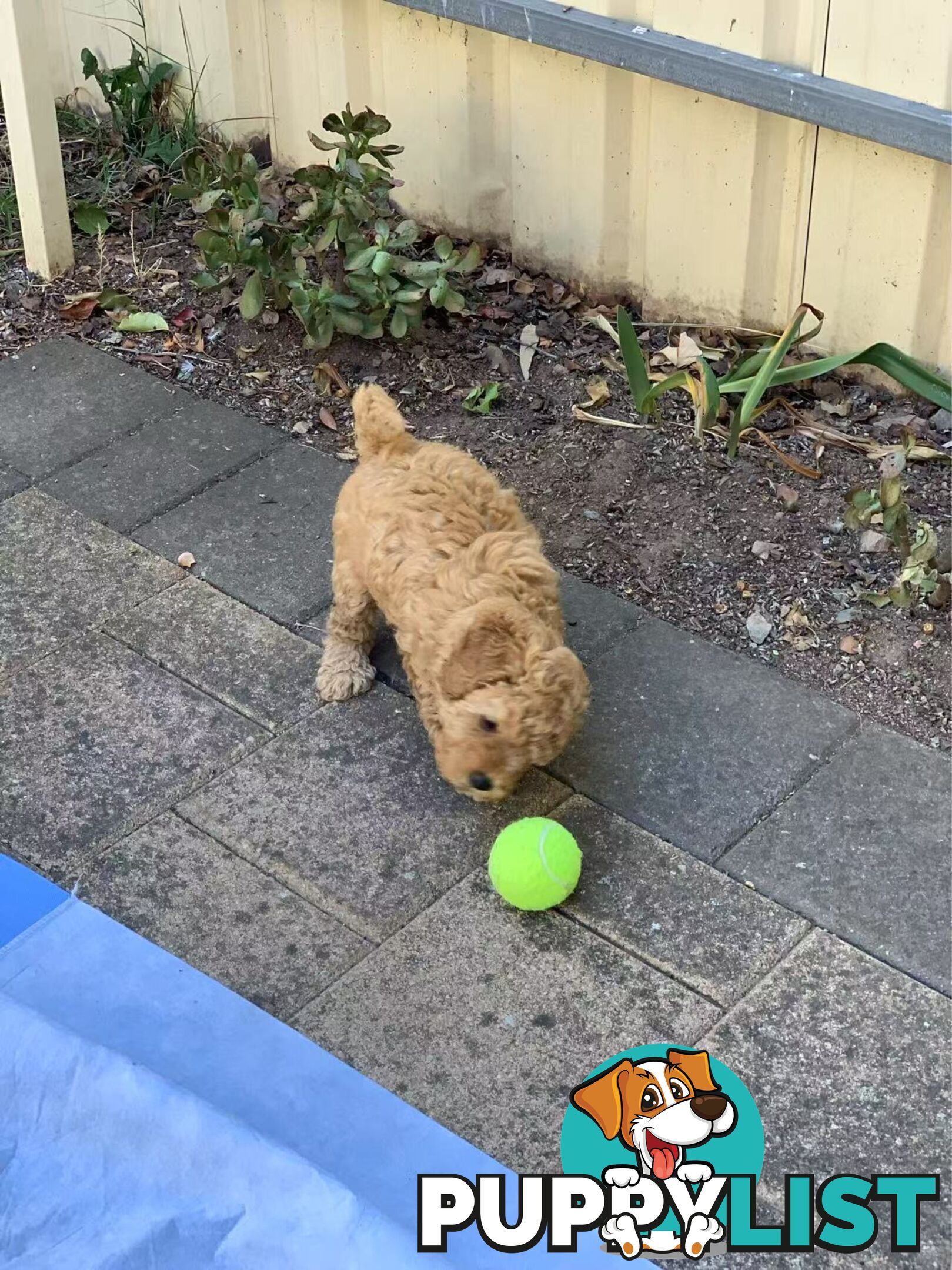 Male Purebred Toy Poodle Puppy for Sale