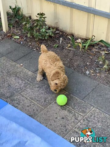 Male Purebred Toy Poodle Puppy for Sale