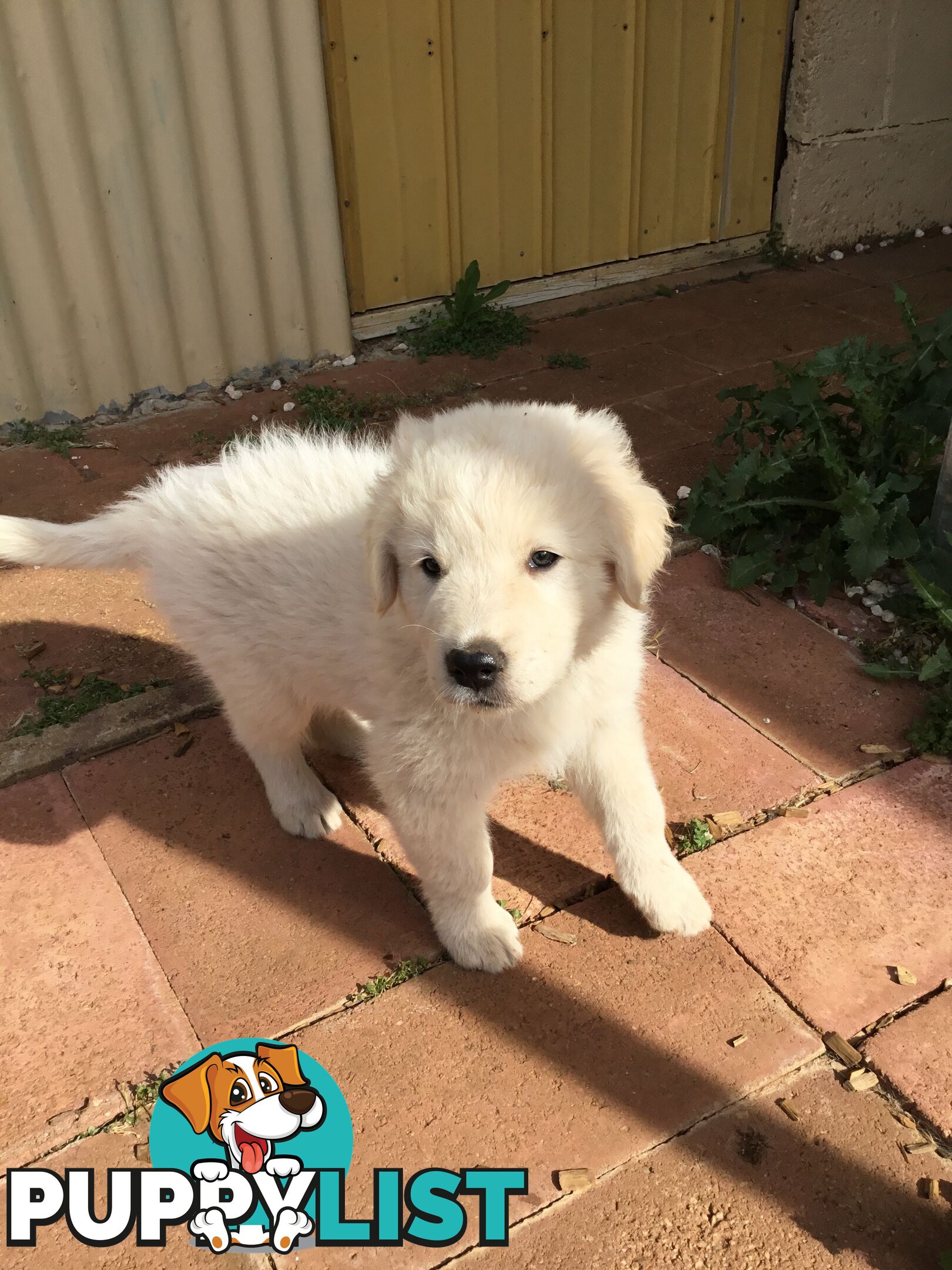 Beautiful Maremma puppies for sale