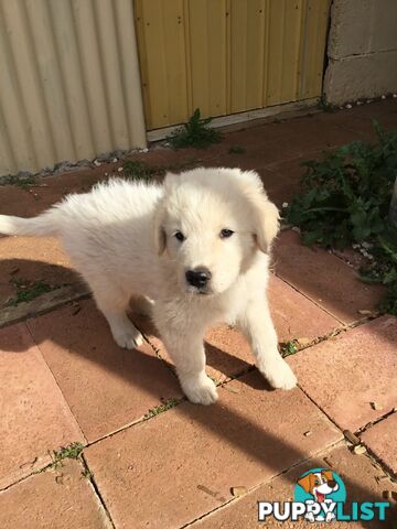 Beautiful Maremma puppies for sale