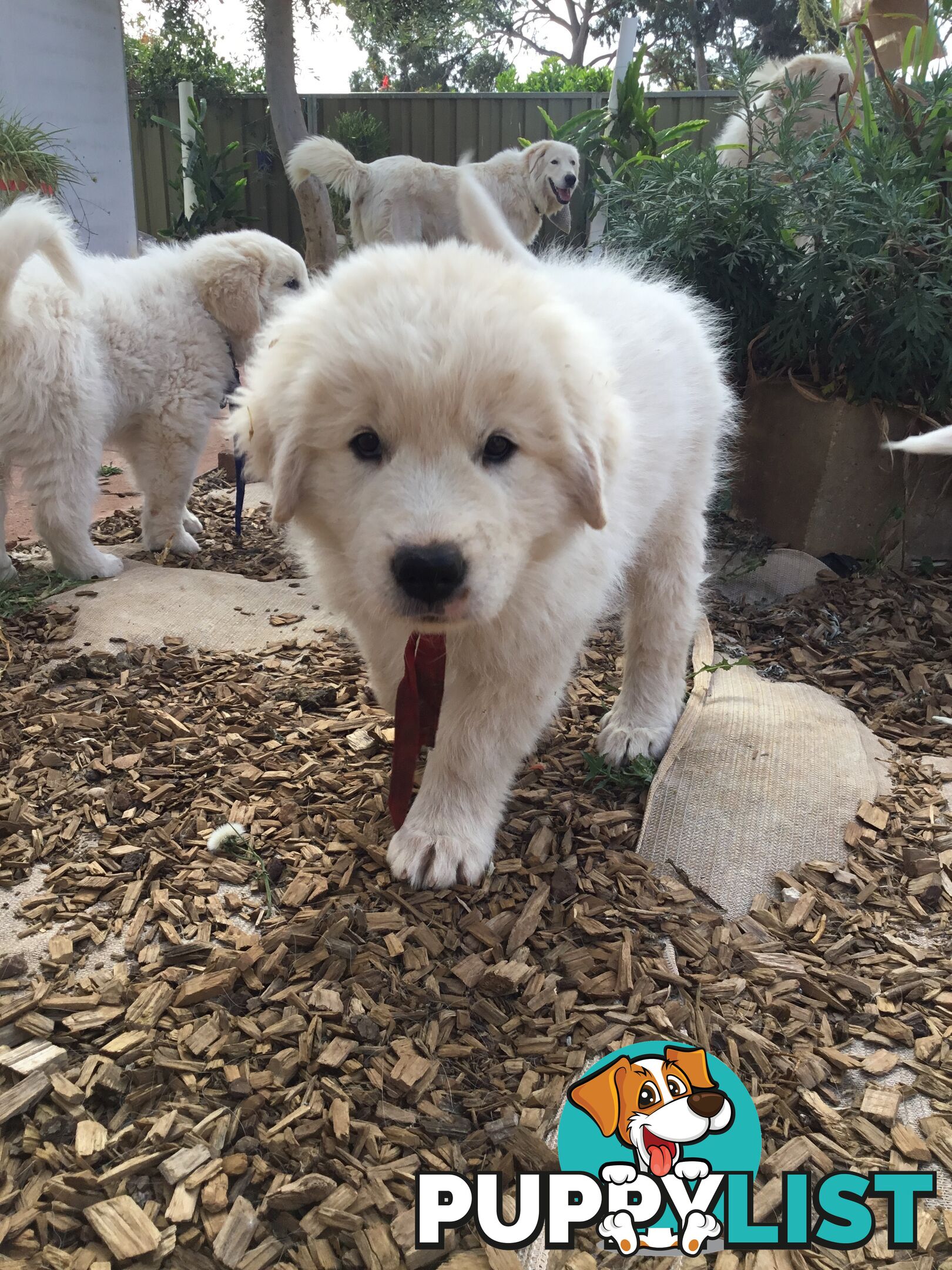 Beautiful Maremma puppies for sale