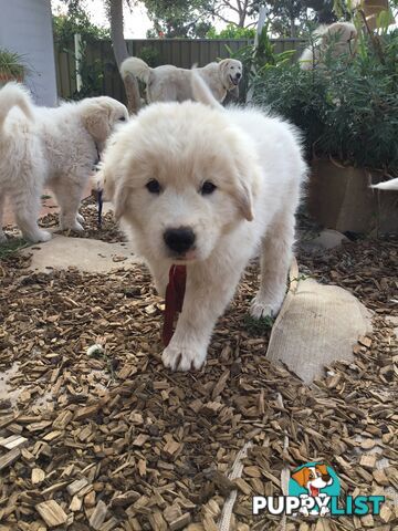 Beautiful Maremma puppies for sale