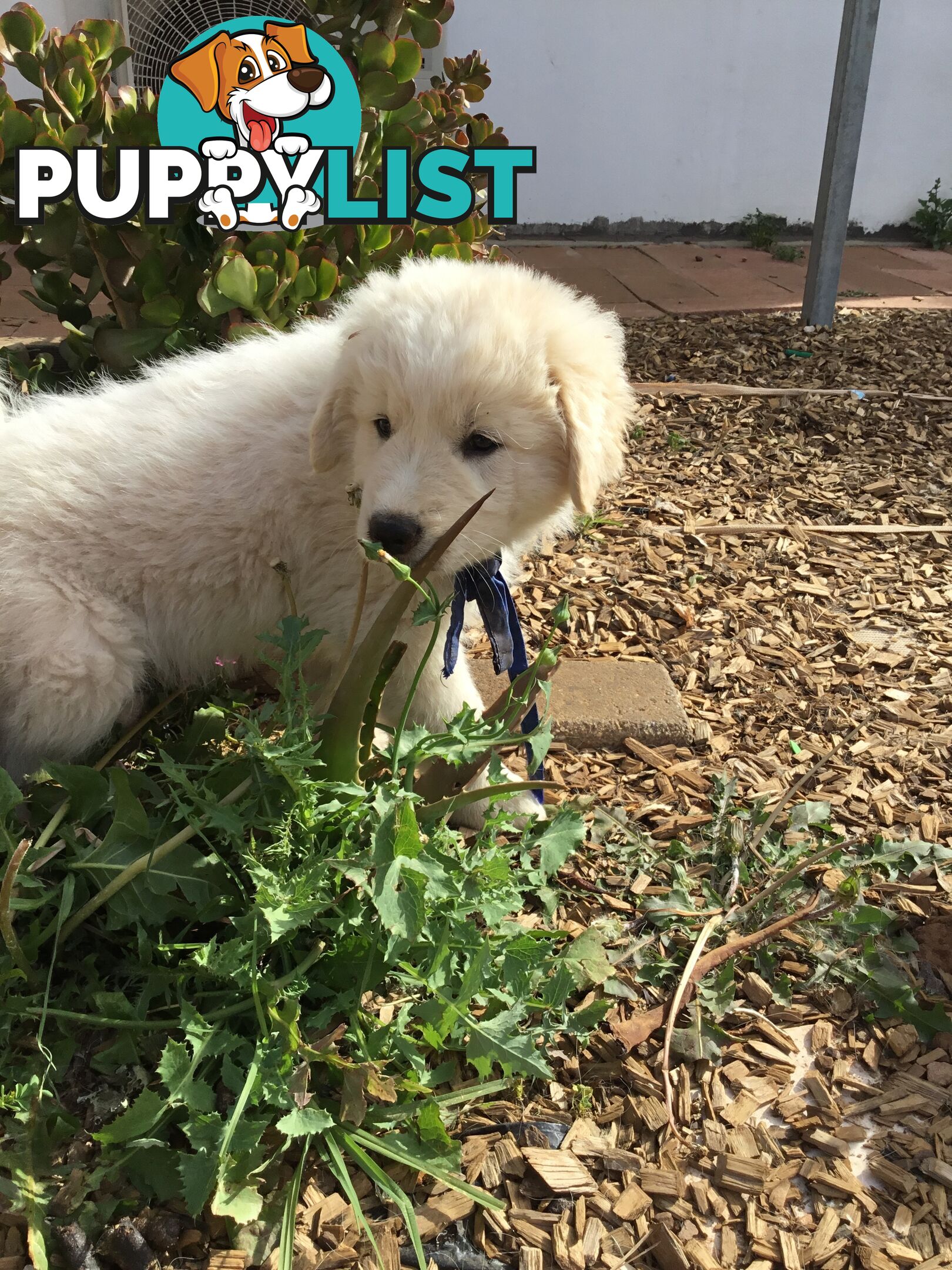 Beautiful Maremma puppies for sale