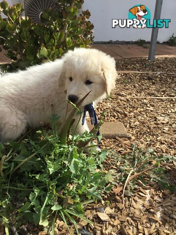 Beautiful Maremma puppies for sale