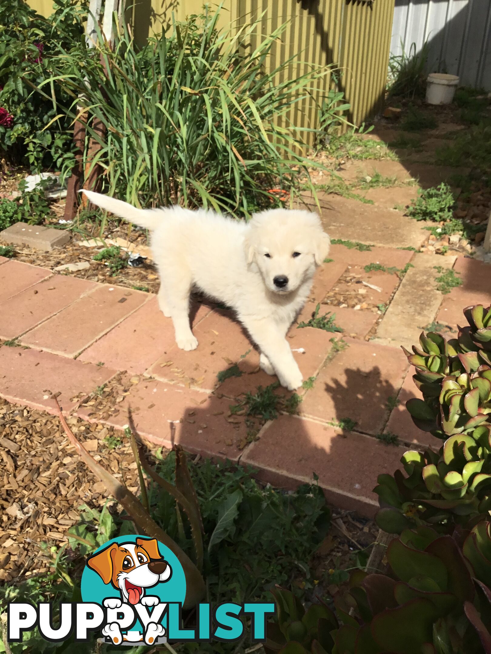 Beautiful Maremma puppies for sale