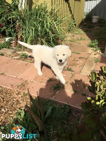 Beautiful Maremma puppies for sale