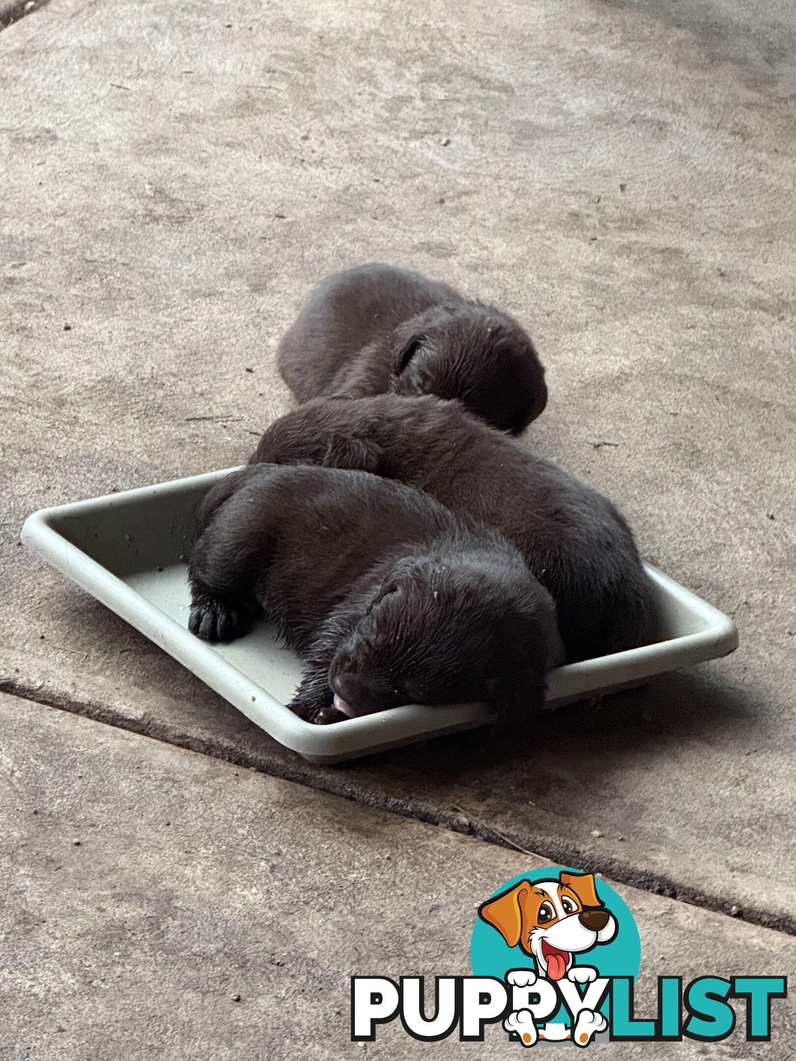 Purebred Labrador puppies