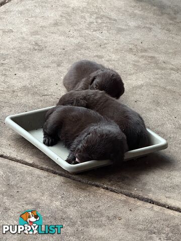 Purebred Labrador puppies