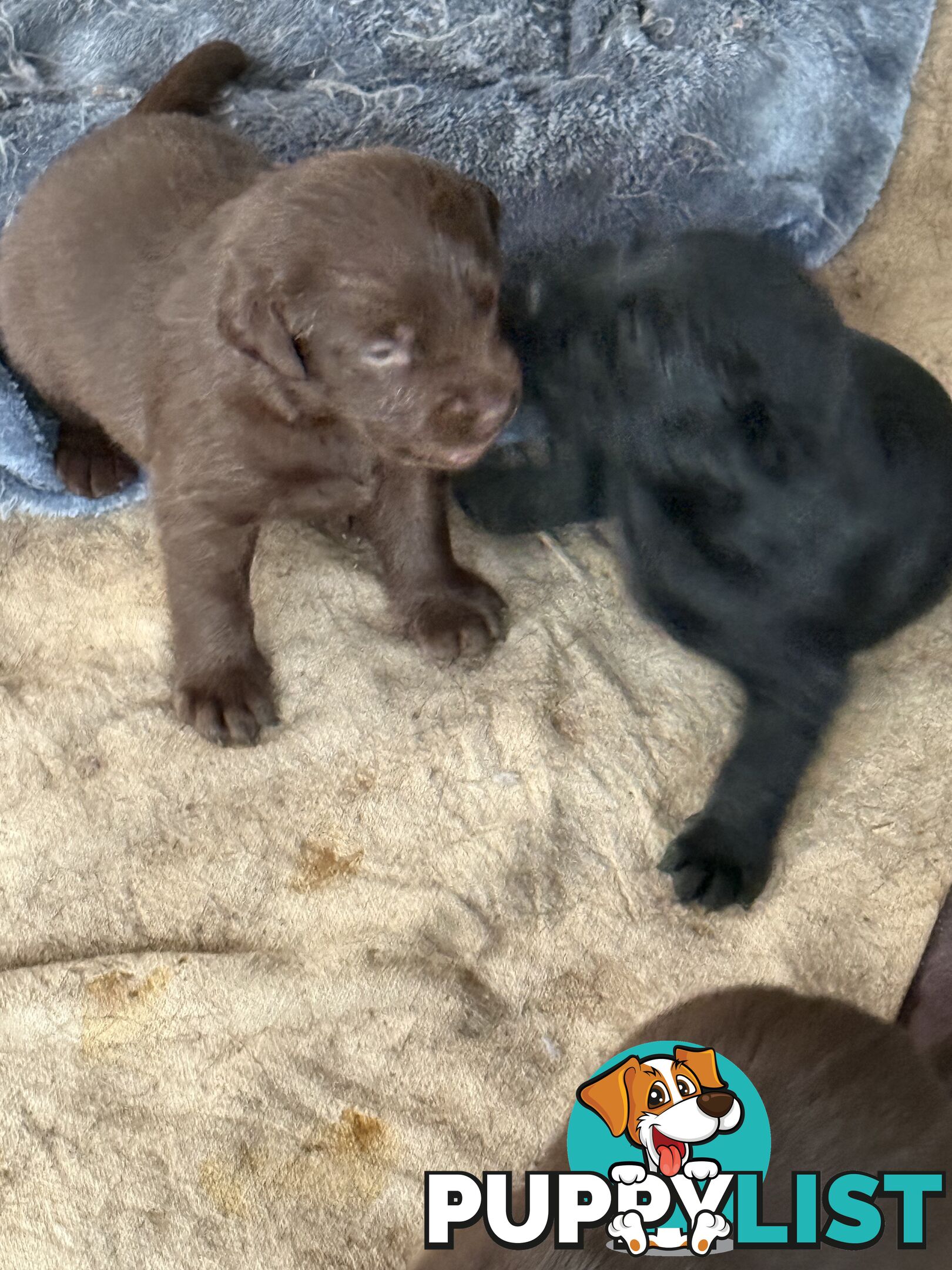 Purebred Labrador puppies