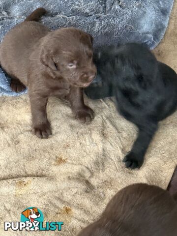 Purebred Labrador puppies