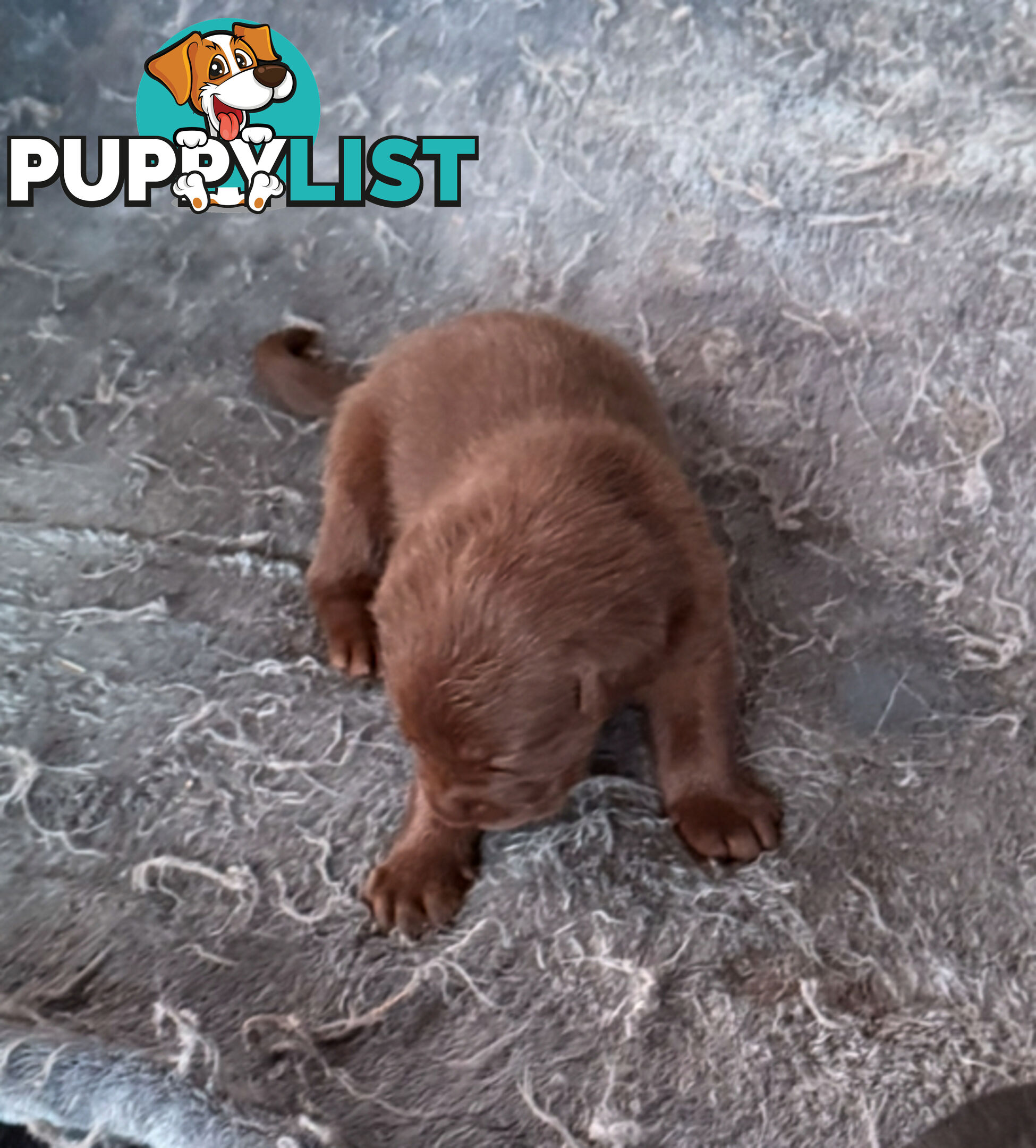 Purebred Labrador puppies