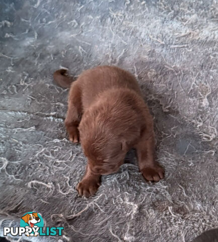 Purebred Labrador puppies