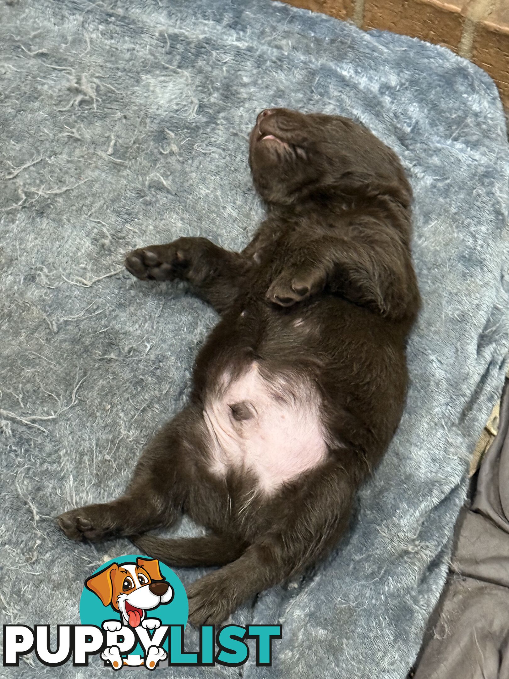 Purebred Labrador puppies