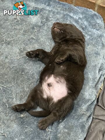 Purebred Labrador puppies