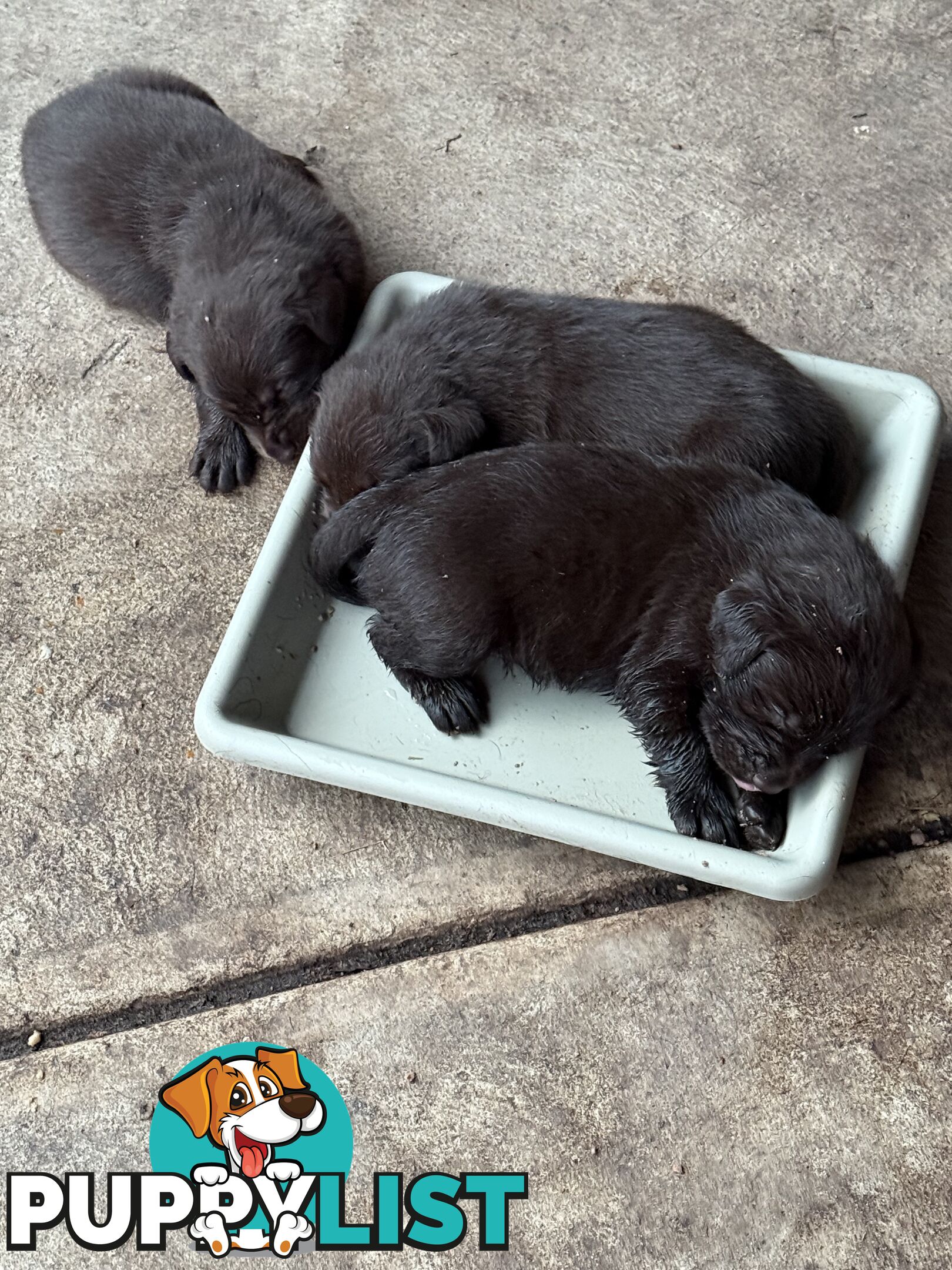 Purebred Labrador puppies