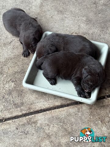 Purebred Labrador puppies