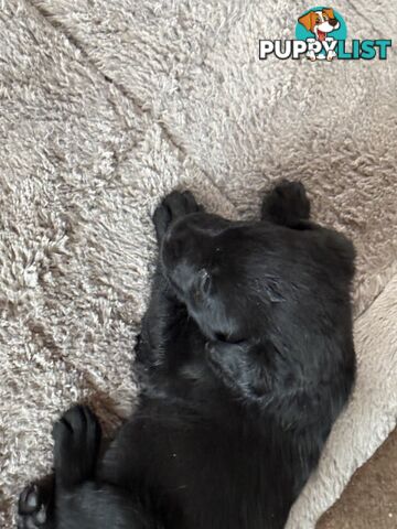 Purebred Labrador puppies