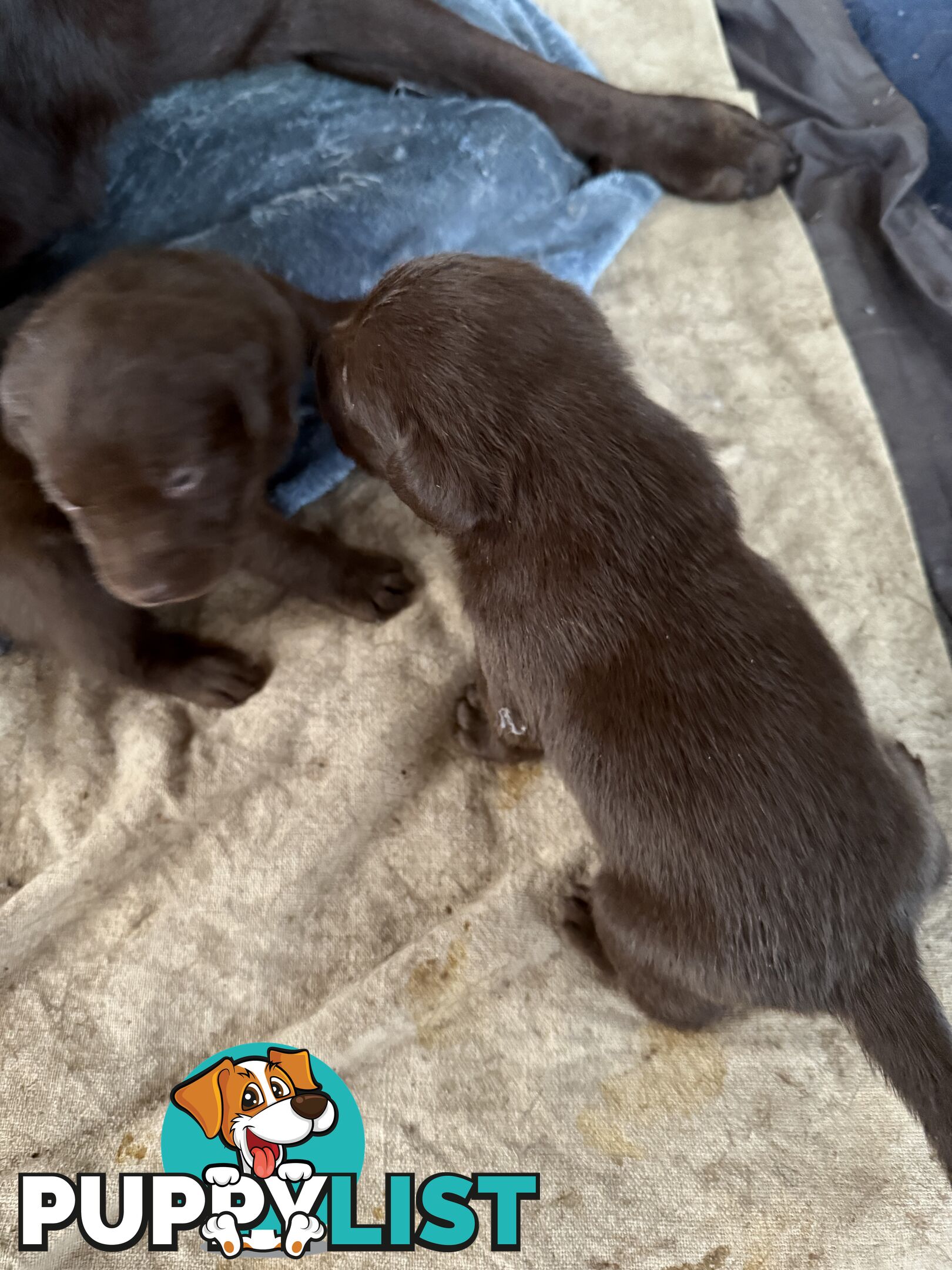 Purebred Labrador puppies