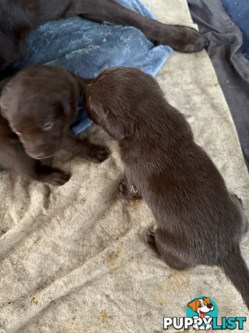 Purebred Labrador puppies